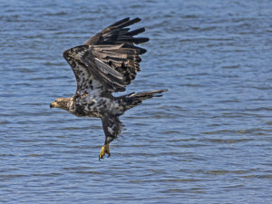 Young eagle on the move