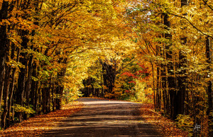 Covered Road in autumn