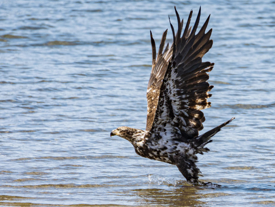 Young eagle